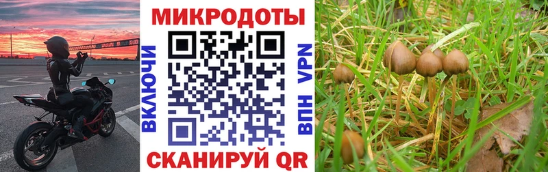 Галлюциногенные грибы Psilocybe  нарко площадка какой сайт  Луховицы 